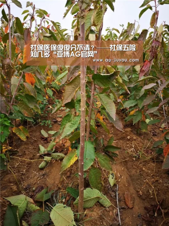 社保医保傻傻分不清?——社保五险知几多“亚博AG官网”(图3) 亚博AGAPP下载